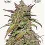Cannabis seeds SMOOTHIE Auto from Fast Buds
